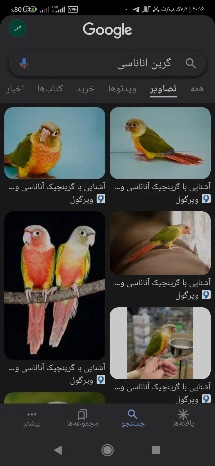 جوجه گرینچیک|پرنده|ایلام, |دیوار