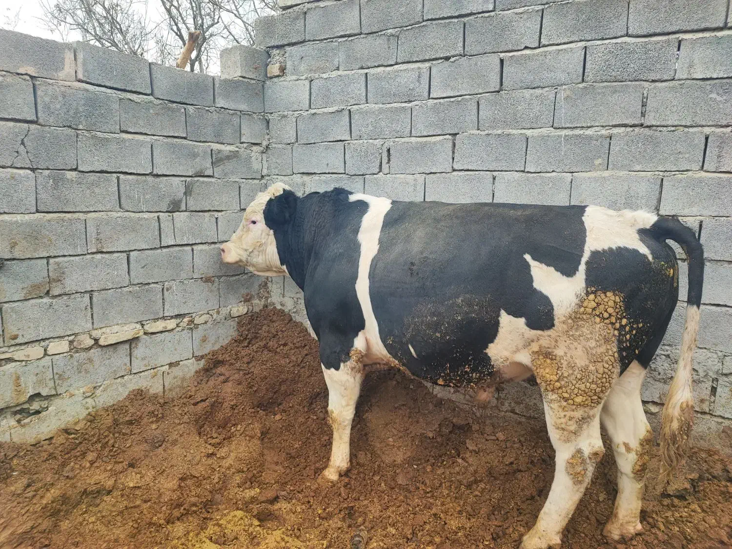 گوساله پرواری هرسین|حیوانات مزرعه|هرسین, |دیوار