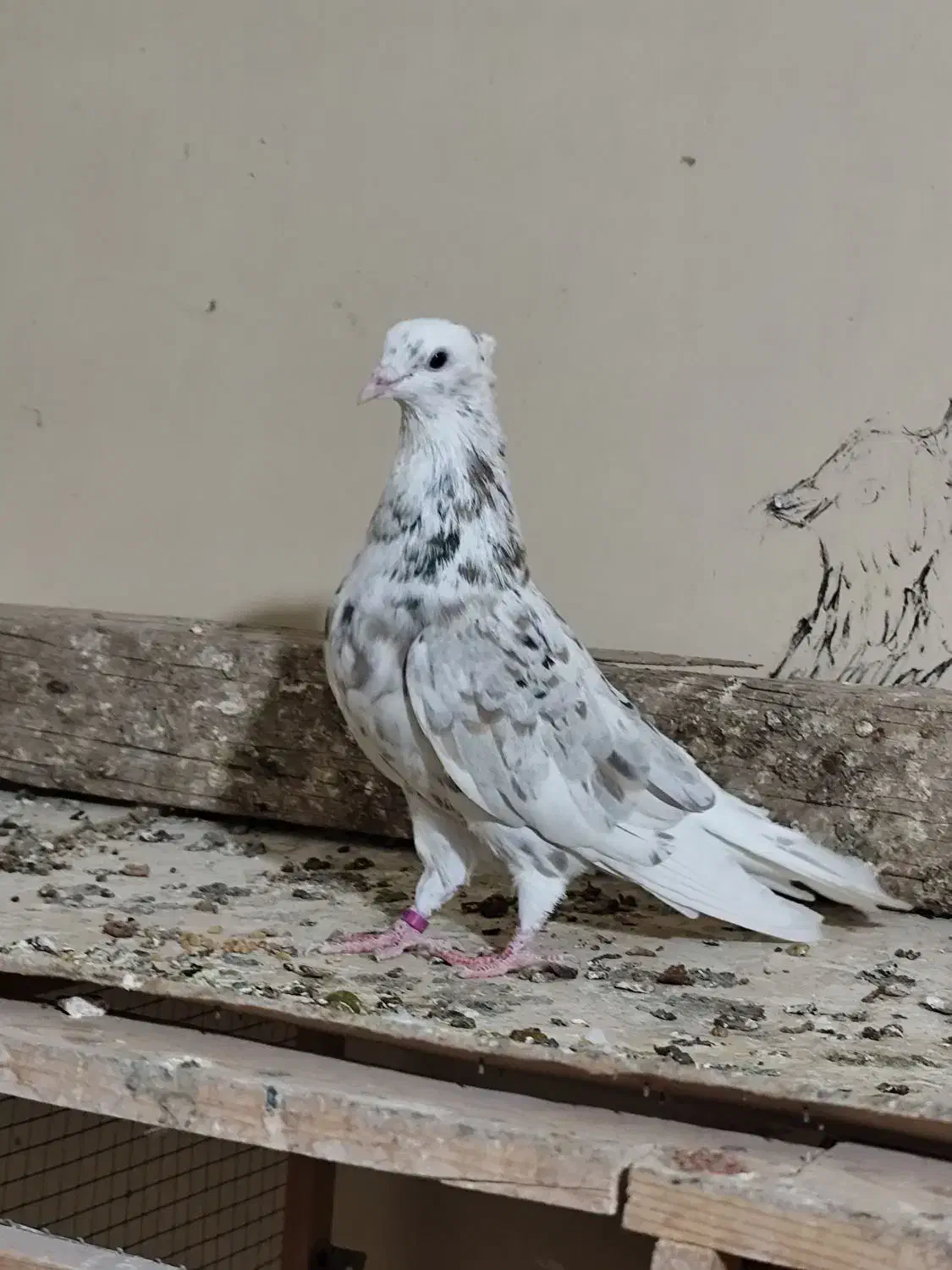 نرکوهی دمپاک جوان|پرنده|شوشتر, |دیوار