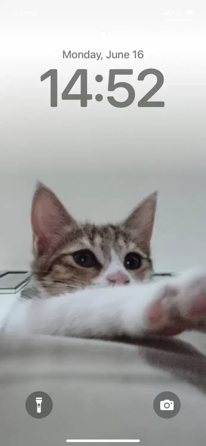 گربه dsh|گربه|هشتگرد, شهرک صبا سوله|دیوار