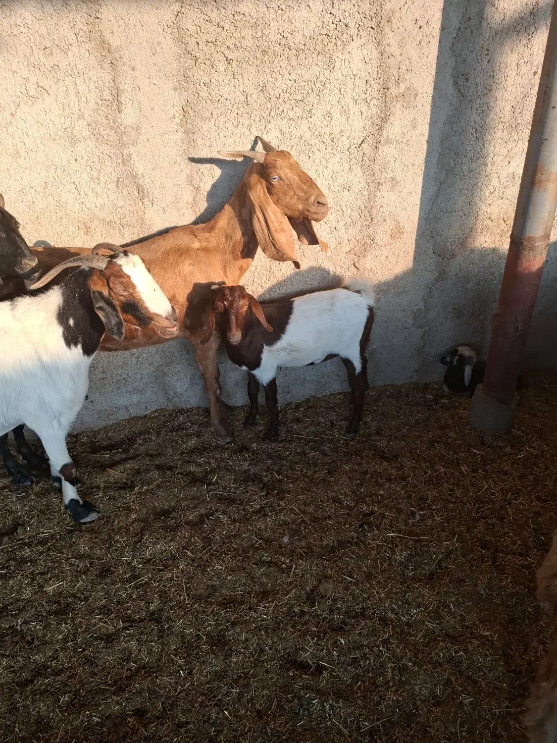 ۶بز|حیوانات مزرعه|اهواز, دغاغله|دیوار