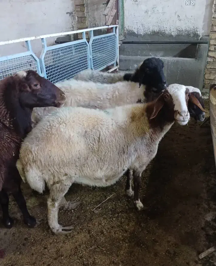 گوسفنده زنده+قصاب رایگان|حیوانات مزرعه|قم, شهرک طالقانی|دیوار