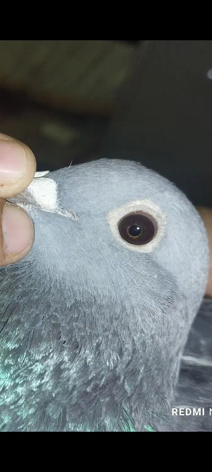 نرآردن گلد|پرنده|زهک, |دیوار