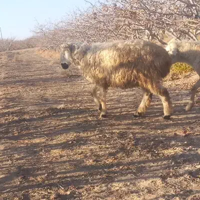 بره برای داشتی|حیوانات مزرعه|سیرجان, |دیوار