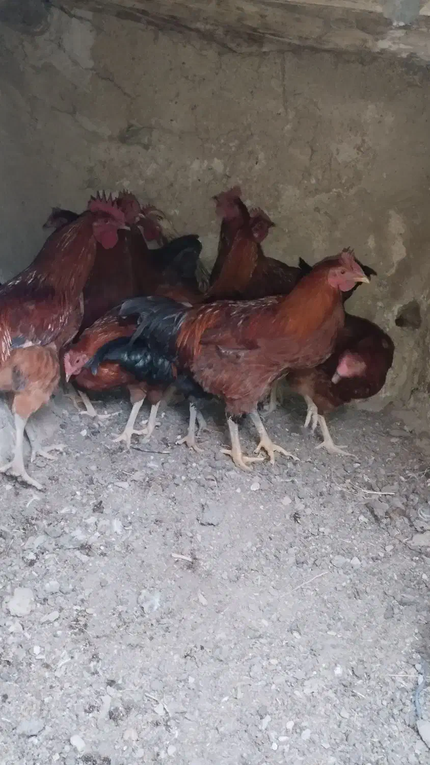 خروس محلی|حیوانات مزرعه|کلیائی, |دیوار