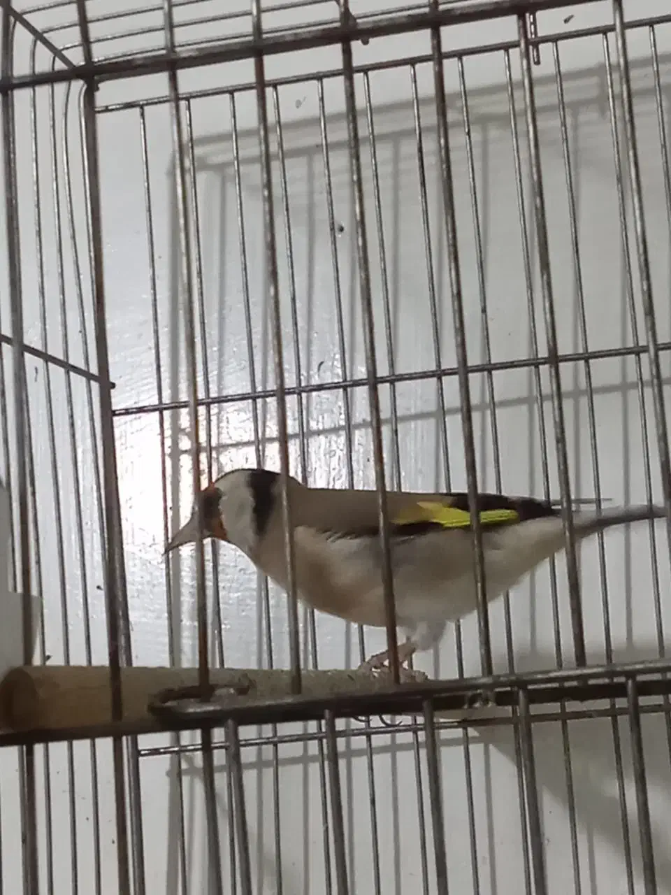 سهره 3عدد و یکی جوجه سهره نر|پرنده|خسروشاه, |دیوار