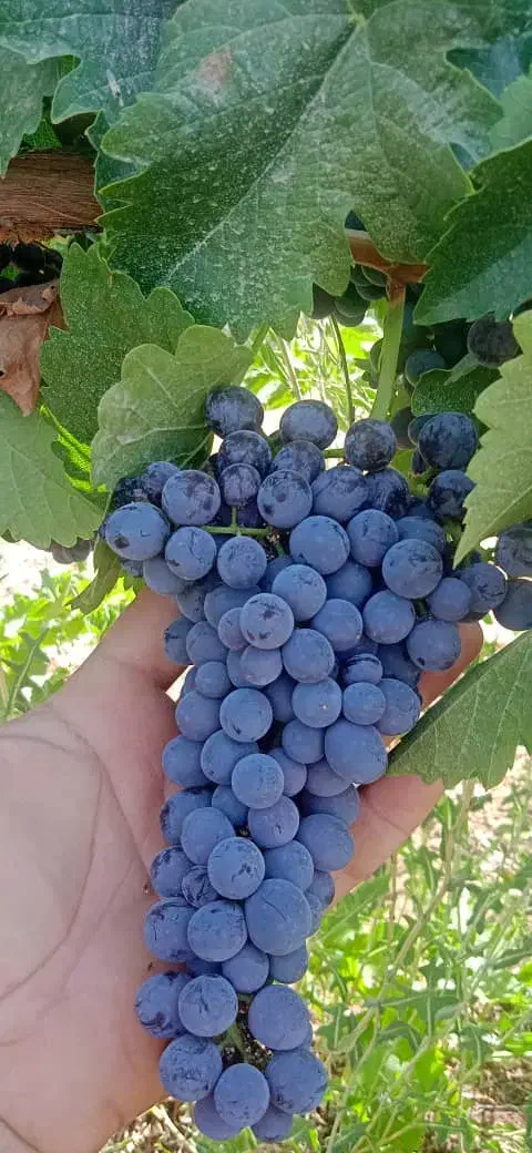 10هکتار زمین کشاورزی چاه اختصاصی مرودشت|فروش دفتر صنعتی، کشاورزی، تجاری|مرودشت, رامجرد یک|دیوار