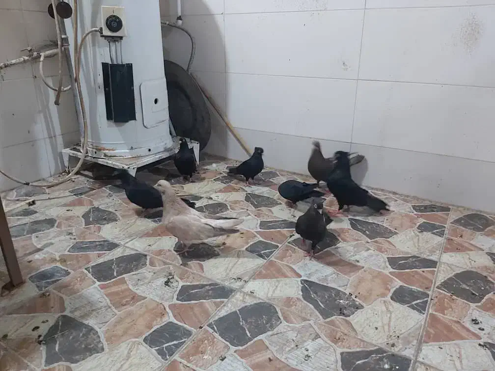 کبوتر|پرنده|چمران, |دیوار