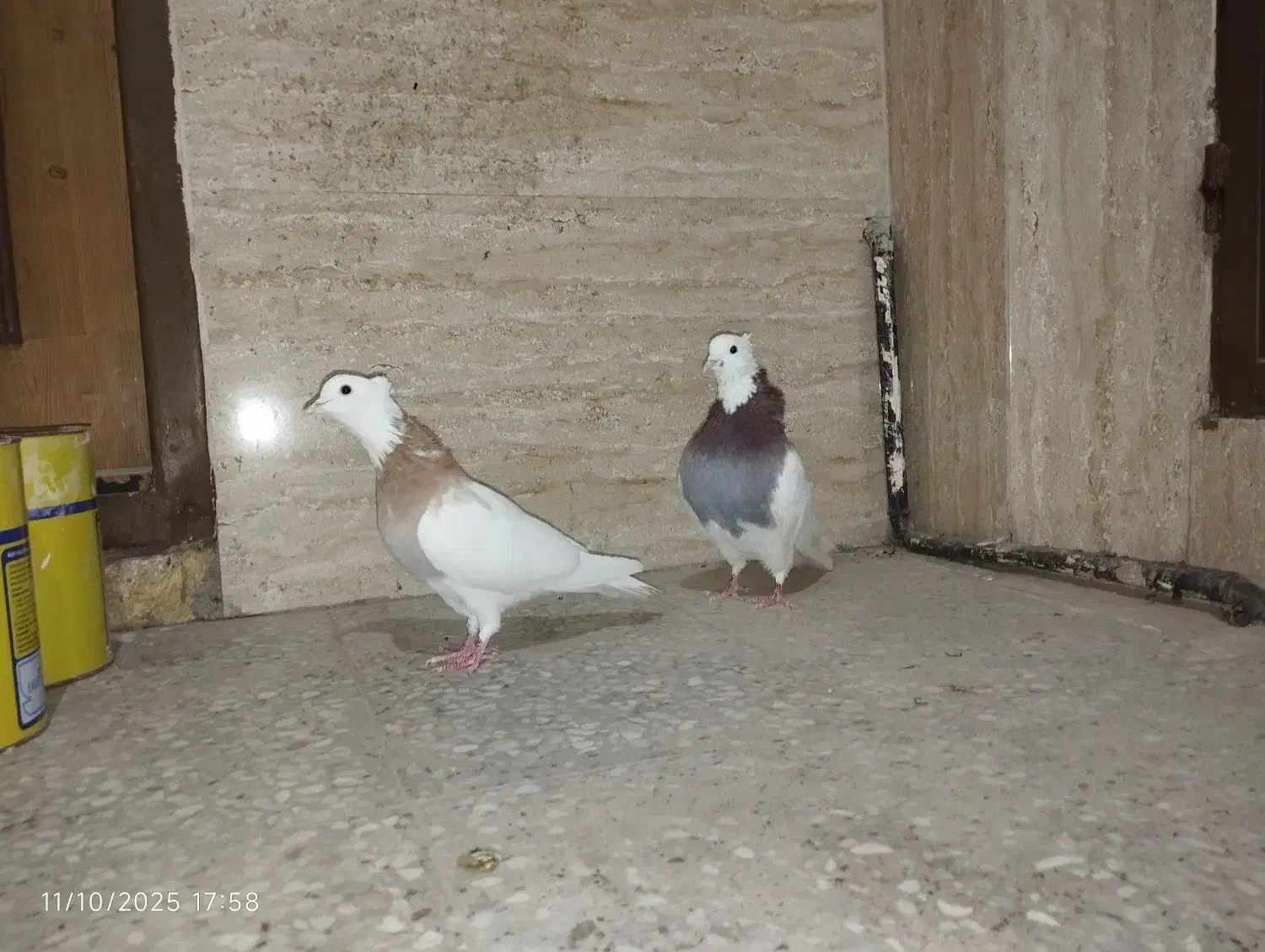 طوقی|پرنده|اصفهان, سودان|دیوار