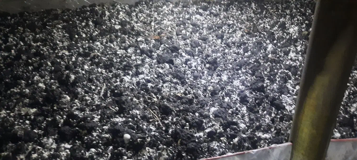 نیازمند نیروی کاری در سالن قارچ|استخدام صنعتی، فنی، مهندسی|رینه, |دیوار