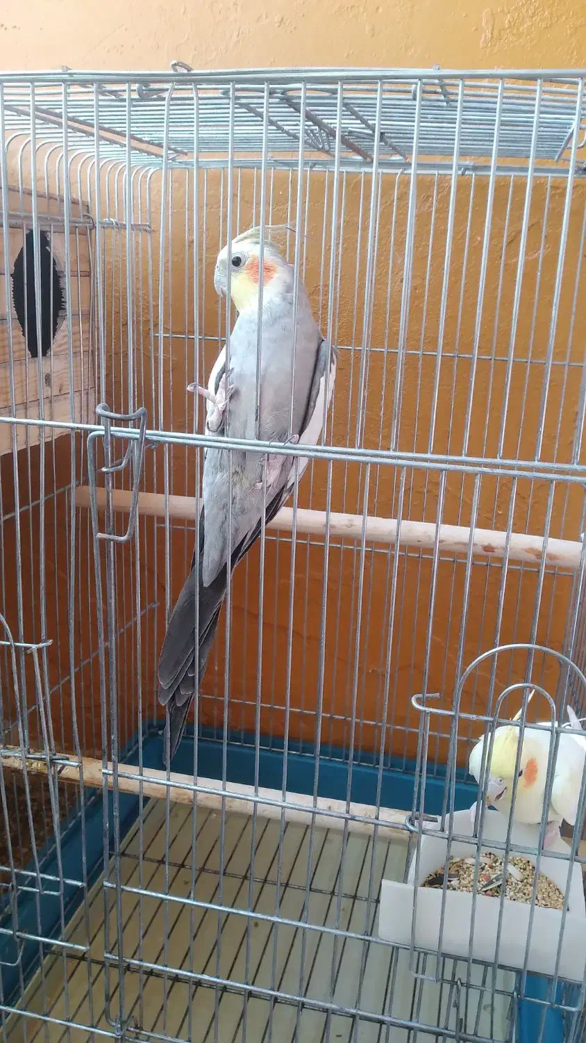 عروس هلندی|پرنده|پاکدشت, پاکدشت (مامازند)|دیوار