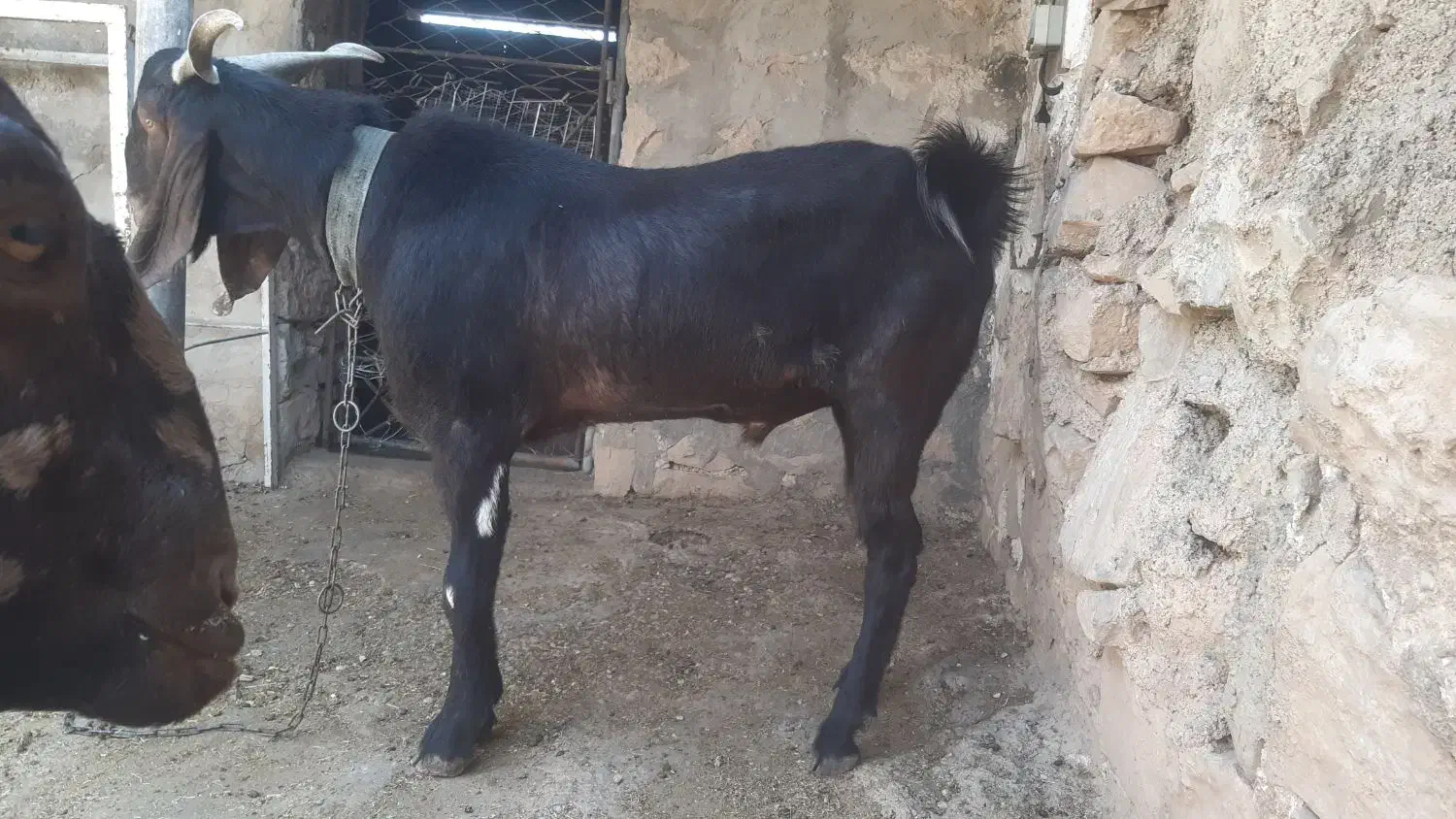 نر بز|حیوانات مزرعه|مسجد سلیمان, |دیوار