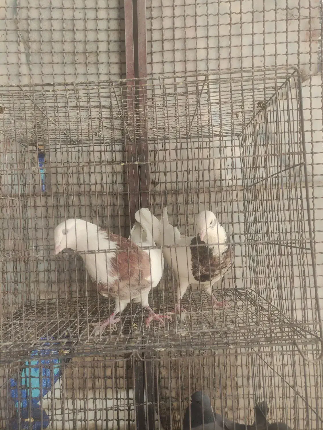 دمگیر و طوقی|پرنده|برخوار, |دیوار