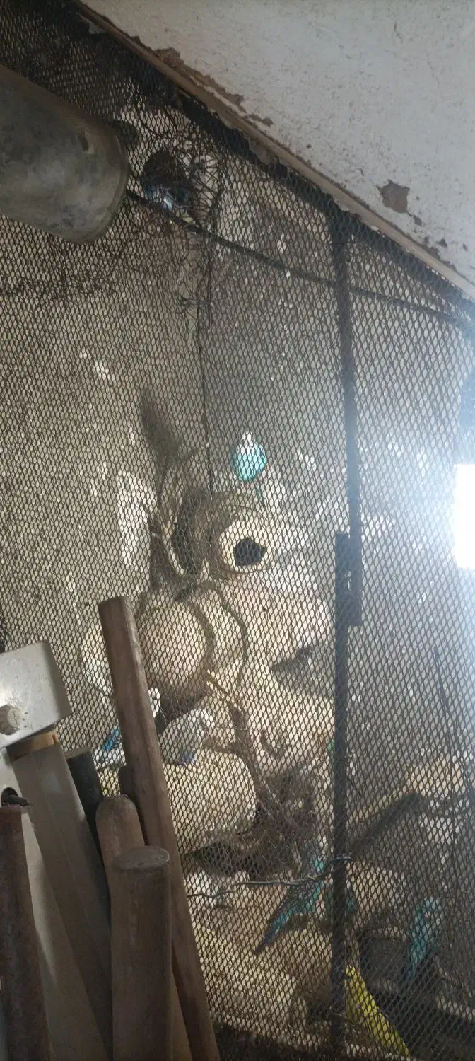 فروش مرغ عشق یکجا|پرنده|نگین شهر, |دیوار