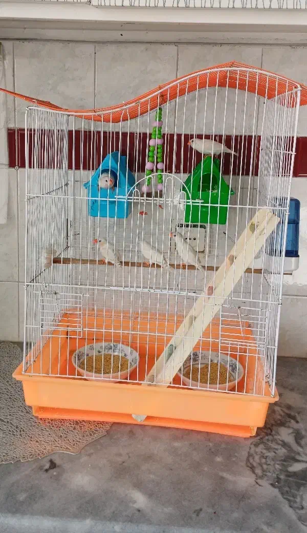 یک جفت فنچ مولد و ۳ جوجه|پرنده|اندیشه, اندیشه فاز ۱|دیوار