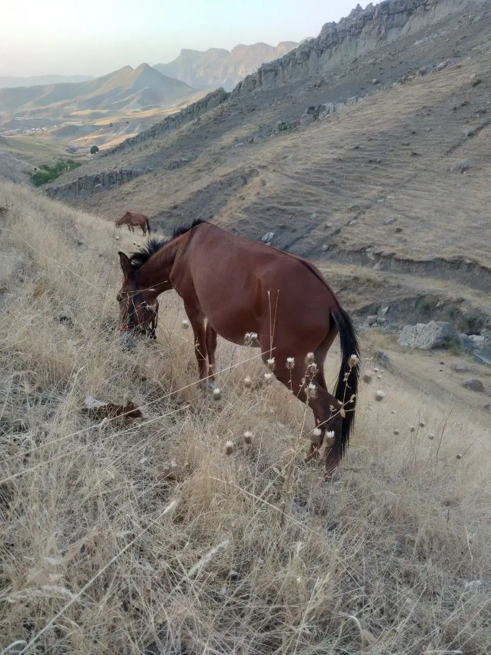 قاتر|حیوانات مزرعه|کلات (خراسان), |دیوار
