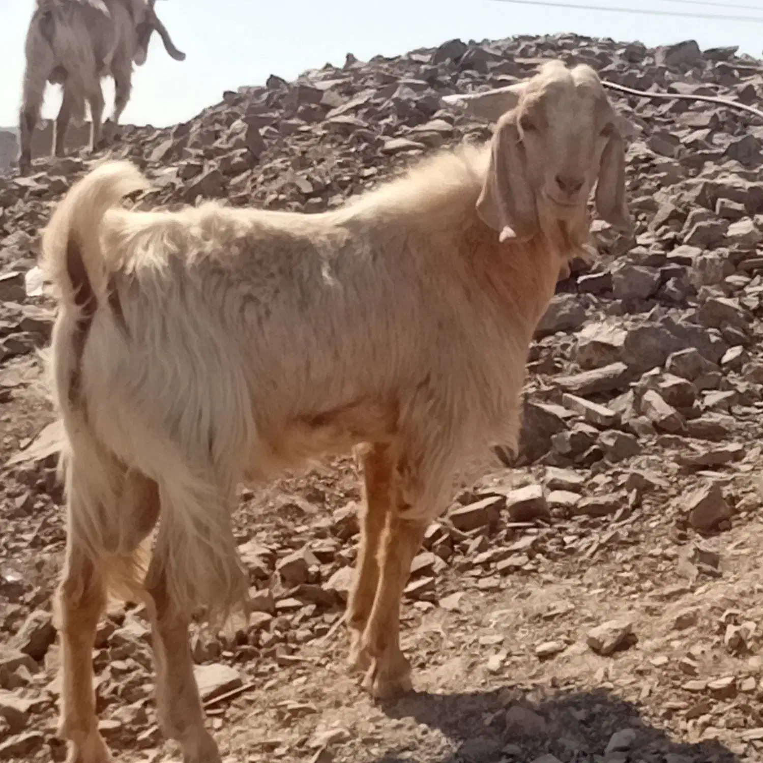 گوسفند فروشی|حیوانات مزرعه|بیرک, |دیوار