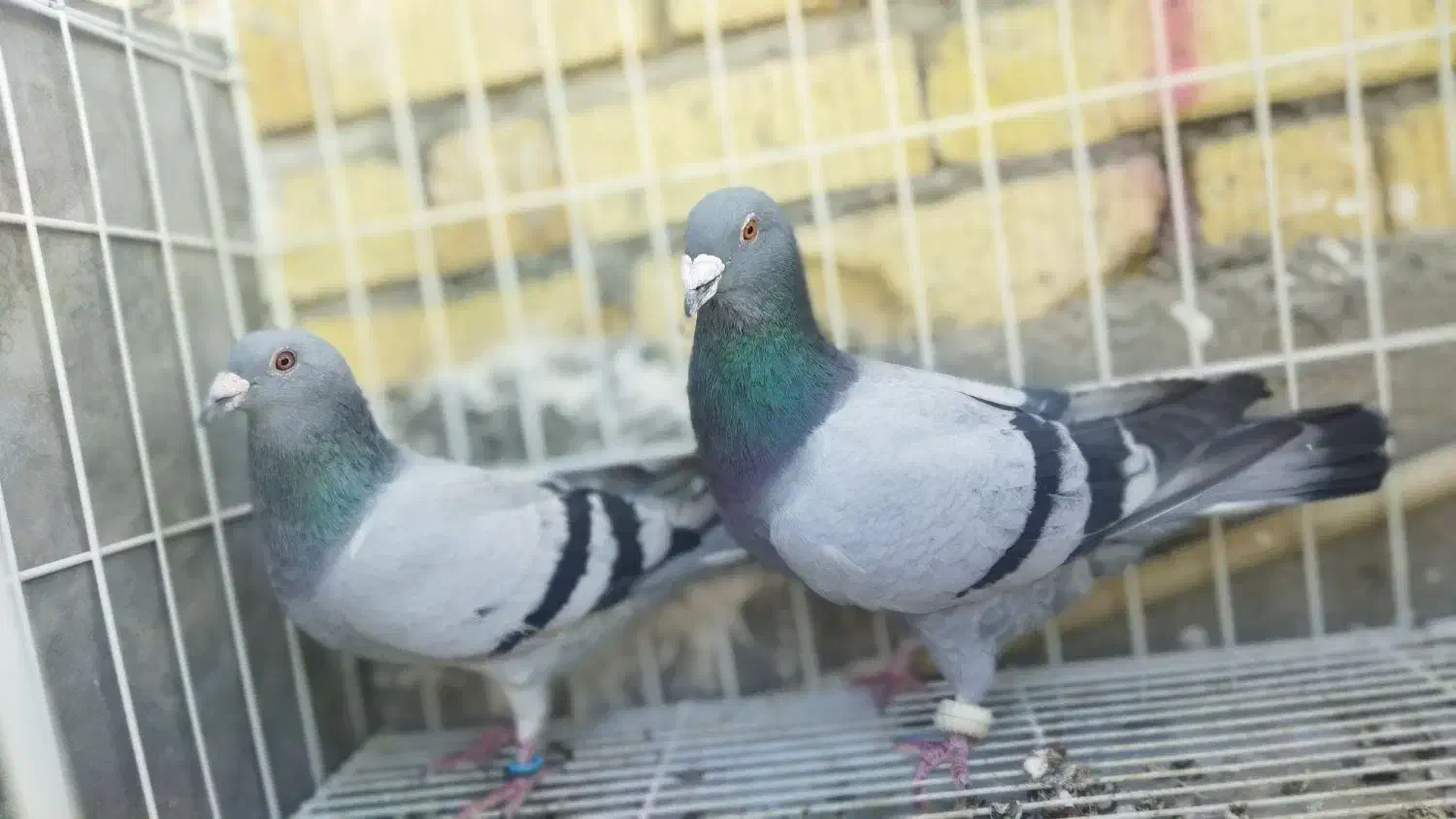 سبز خودمونی|پرنده|کازرون, |دیوار