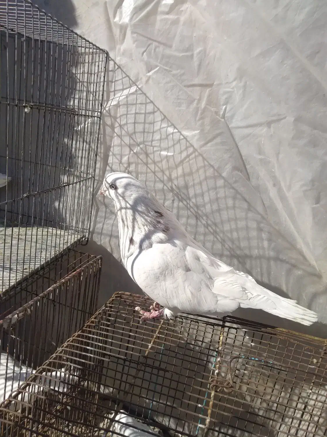 تهرونی چشم نوک سفید|پرنده|شهرکرد, |دیوار