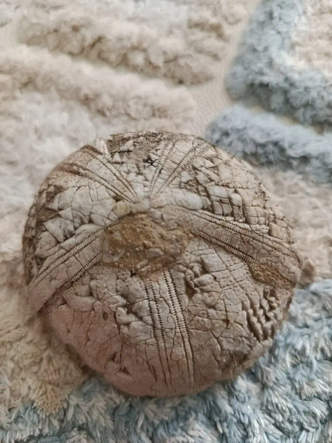 فسیل خار پوست|کلکسیون و سرگرمی|کوهدشت, |دیوار