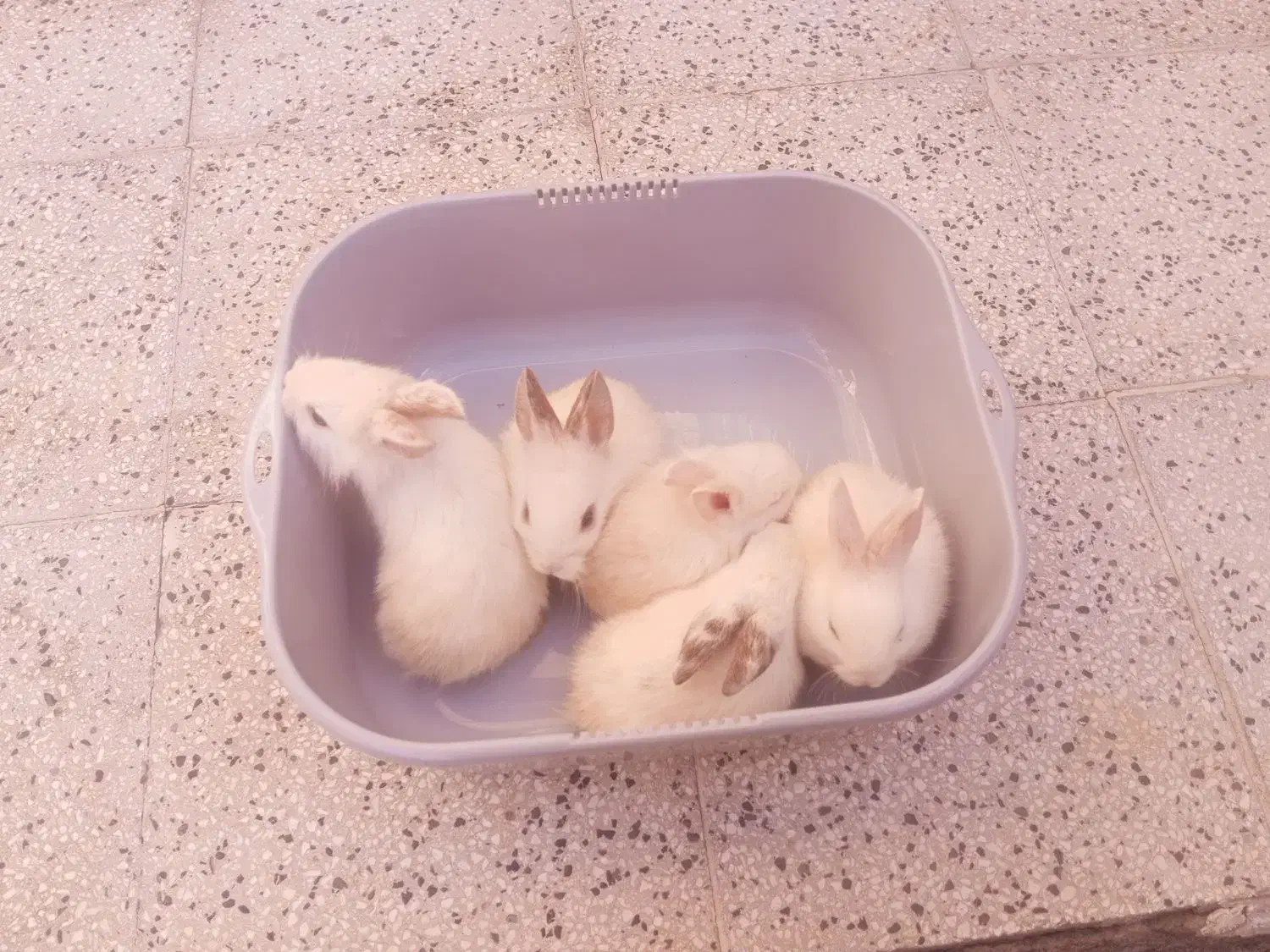 بچه خرگوش لوپ ناز و کوچولو|موش و خرگوش|نیشابور, ده حلاج|دیوار