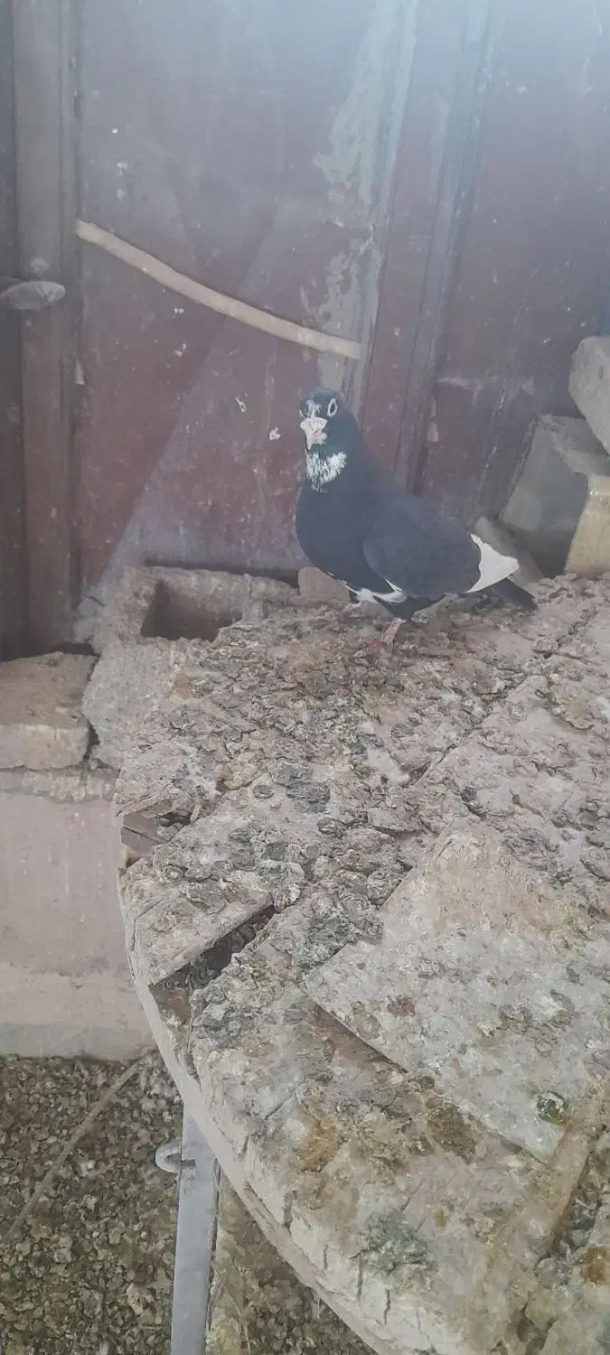 نر پلنگ|حیوانات|کرمان, |دیوار