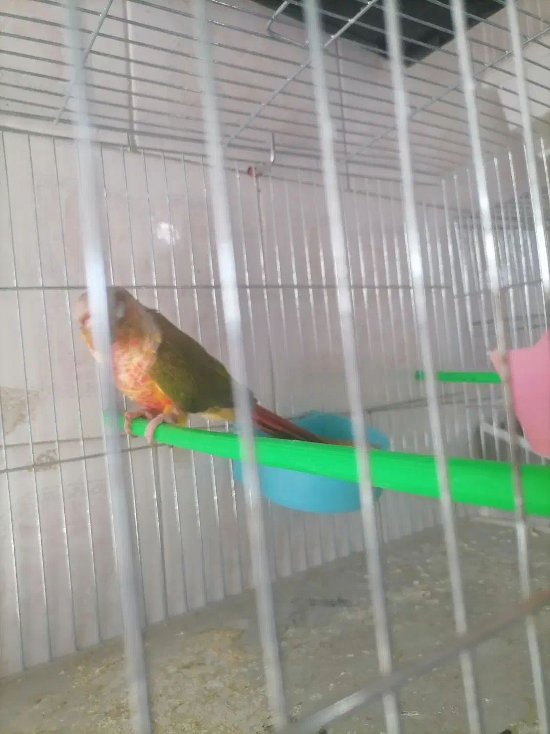 عروس هلندی دوکت پروانه ای البینو ولتینو|پرنده|آذرشهر, |دیوار