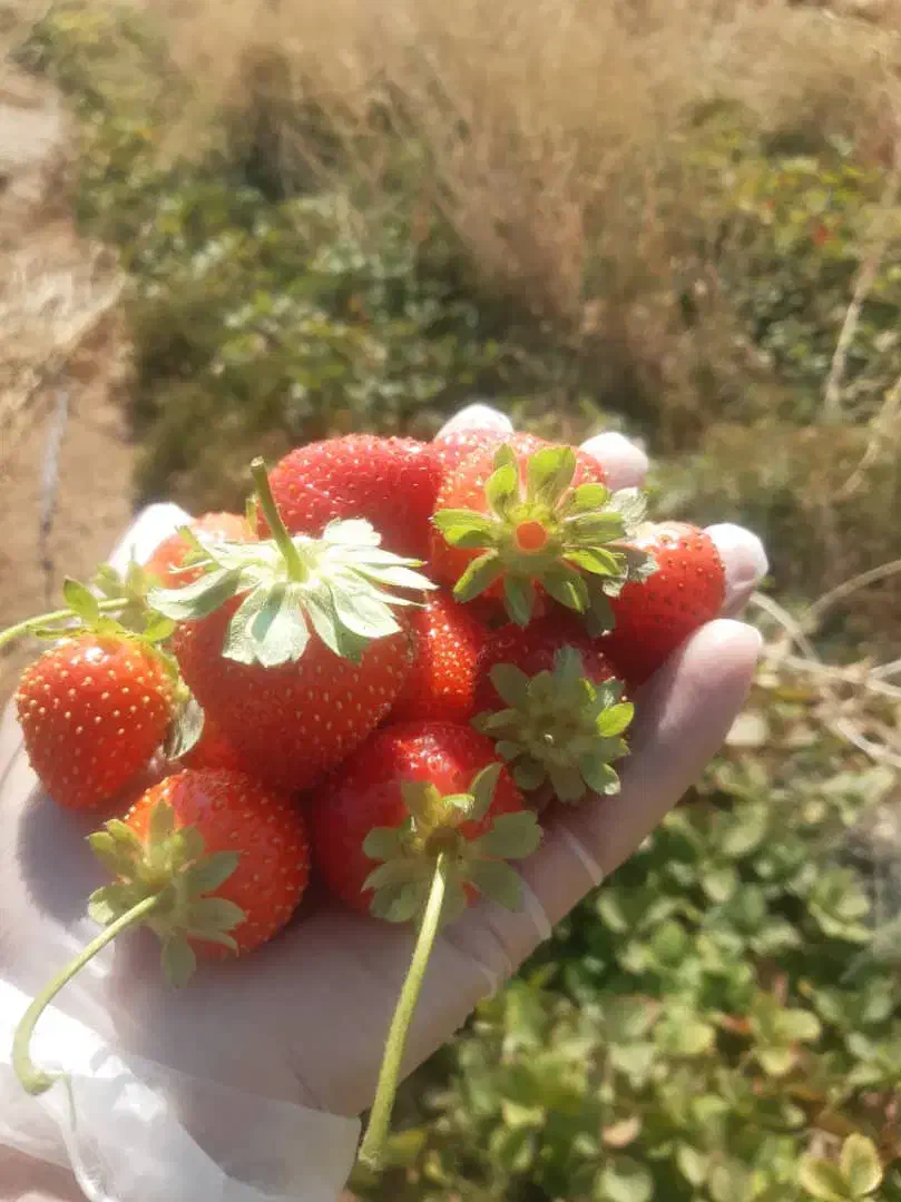 نشا گلدانی توتفرنگی|گل و گیاه طبیعی|شیراز, دانشکده کشاورزی دانشگاه شیراز|دیوار