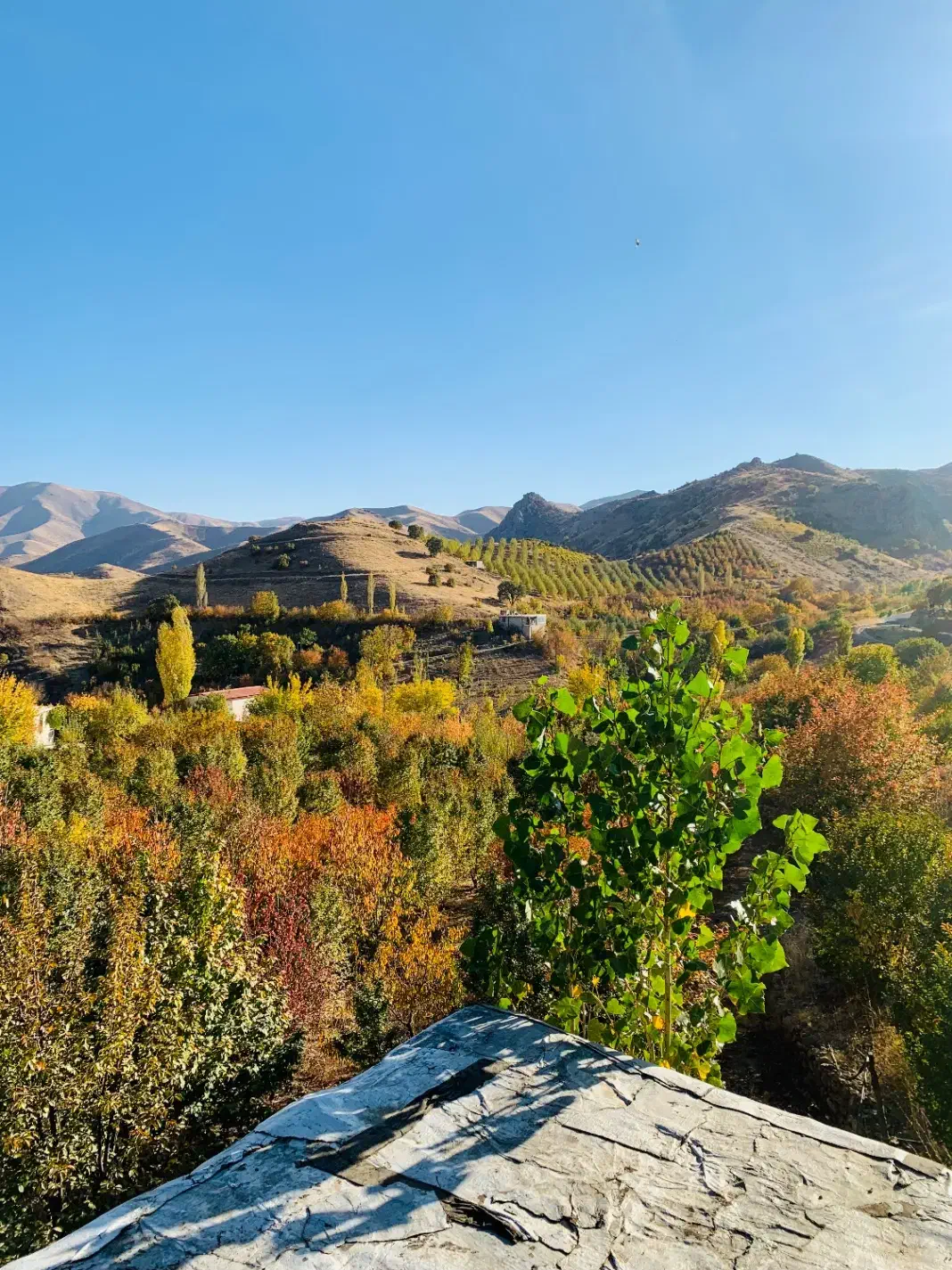 خریدچوب بابهترین قیمت|خدمات باغبانی و درختکاری|سنندج, |دیوار