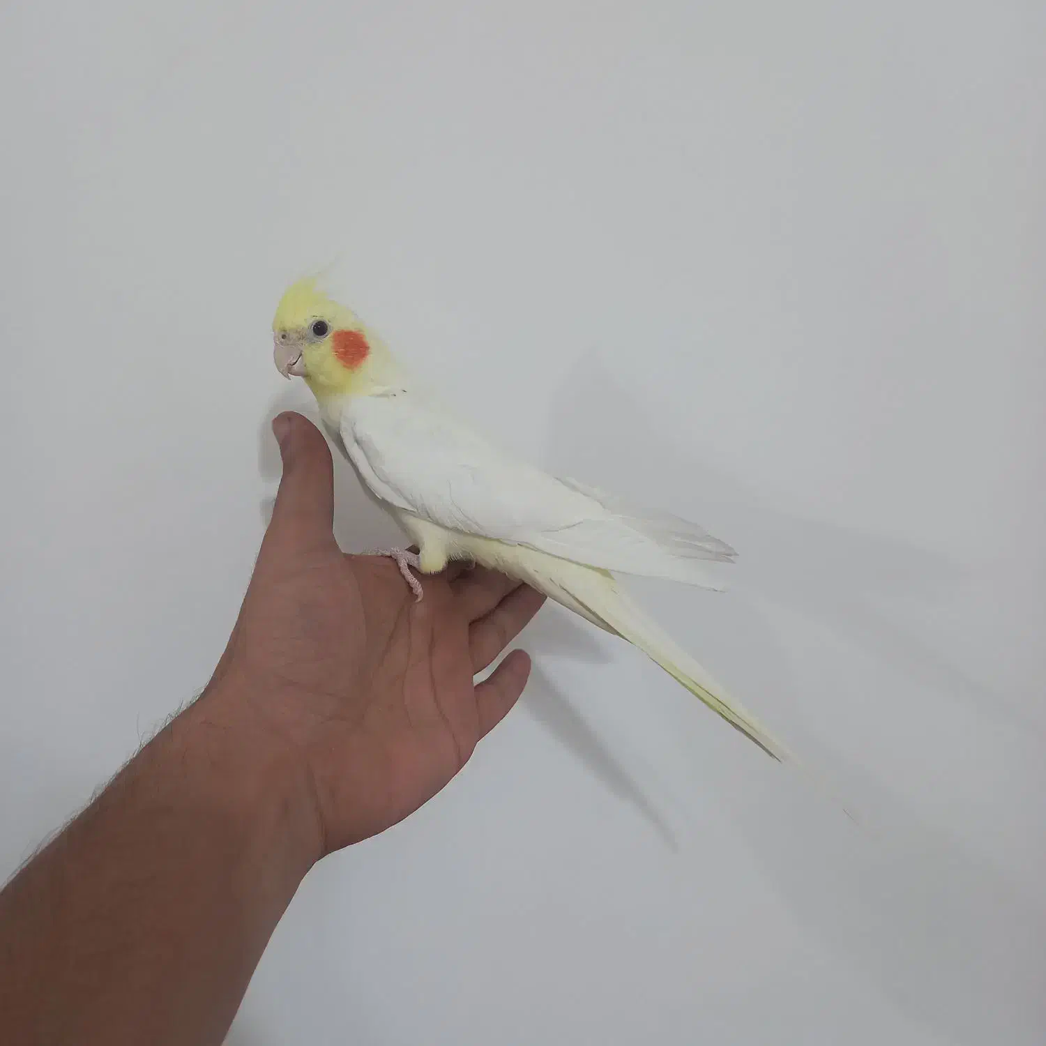 عروس هلندی لوتیونو|پرنده|رشت, شهرک پردیسان|دیوار