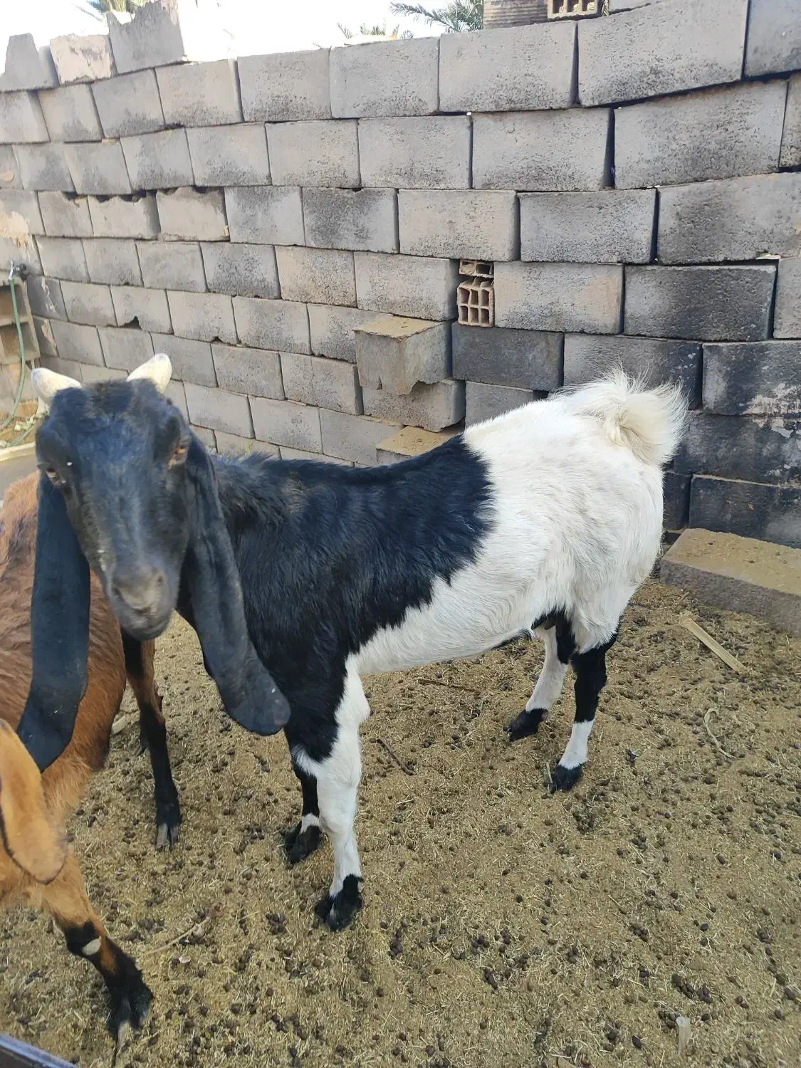 فروش پنج عدد بز و یک عدد چپش دورگ کاموری|حیوانات مزرعه|بافق, |دیوار