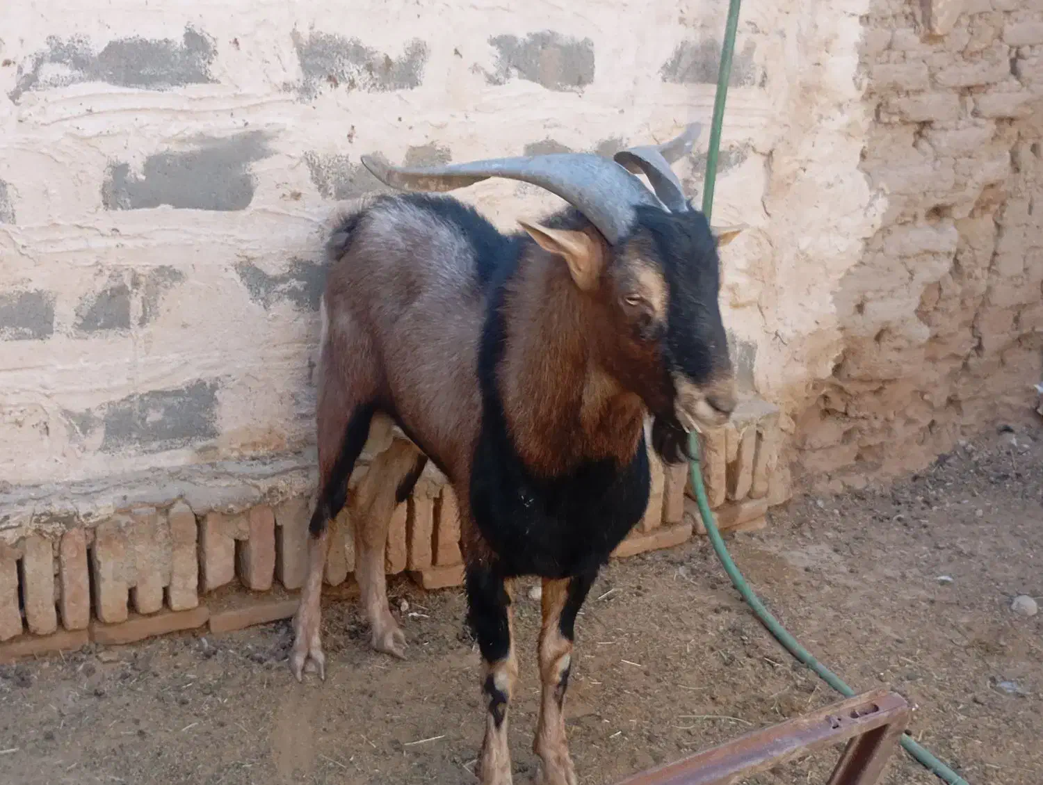 نری پاکستانی و الپاین|حیوانات مزرعه|میبد, |دیوار