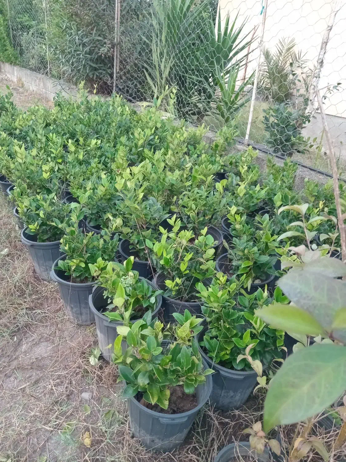 یاس و فتونیا|گل و گیاه طبیعی|کلاچای, |دیوار