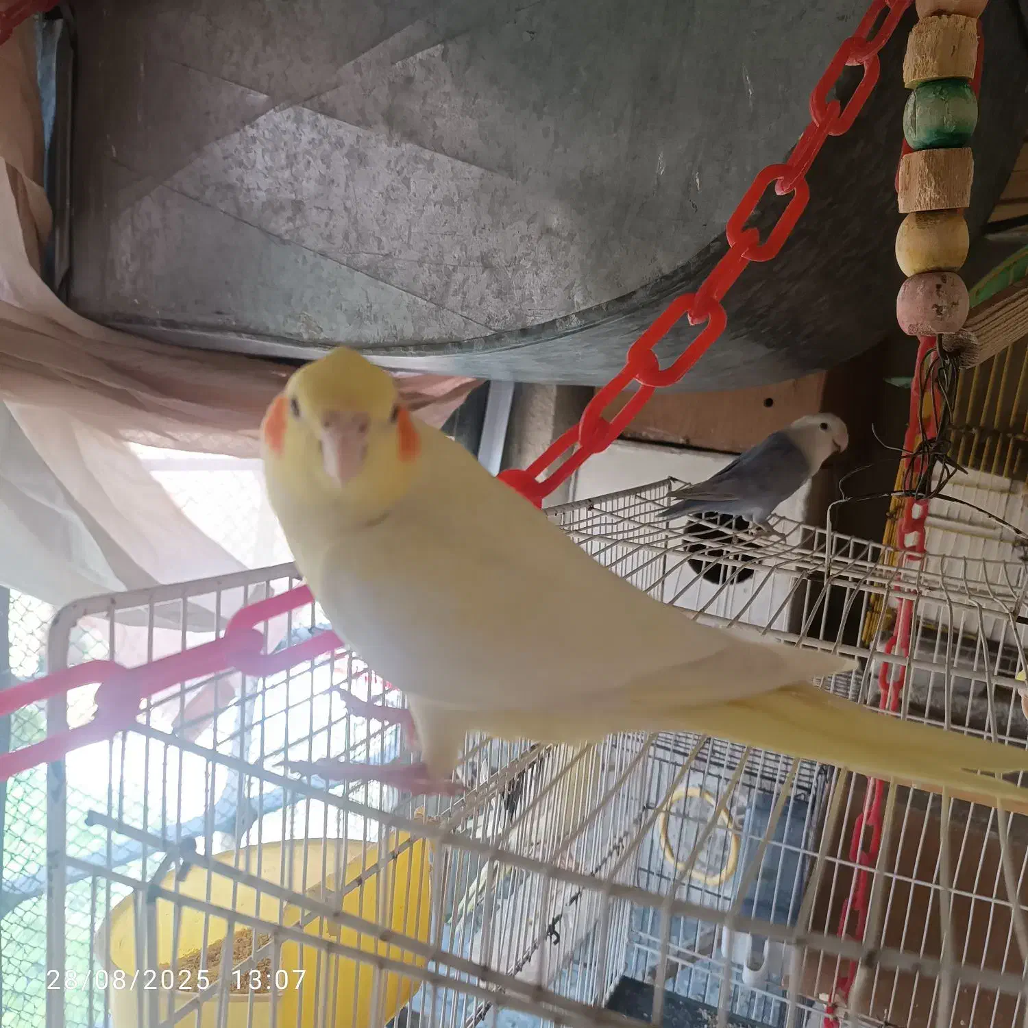 عروس هلندی لوتینیو|پرنده|پاکدشت, شهرک امام رضا|دیوار