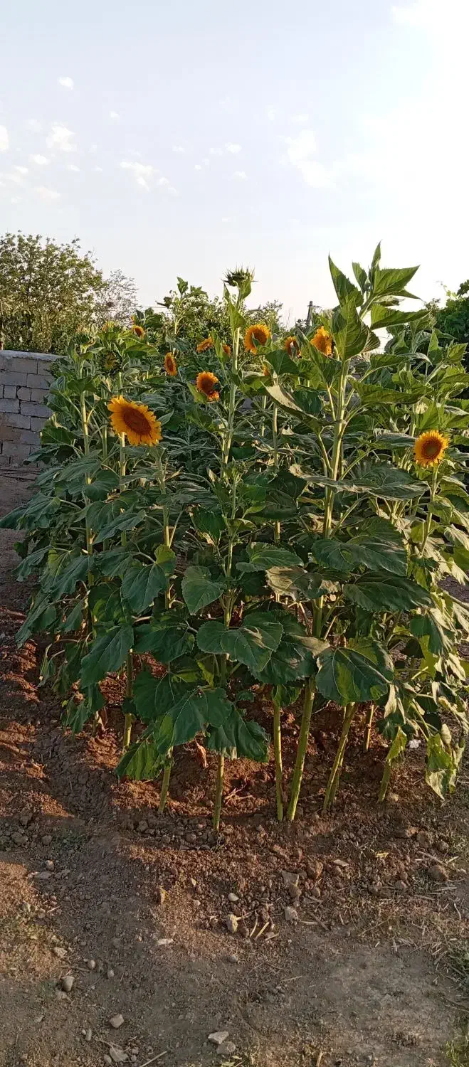 فروش یک قطعه زمین مسکونی|فروش زمین و ملک کلنگی|قشلاق دشت, |دیوار