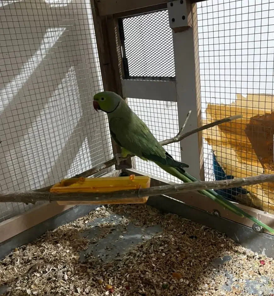 طوطی ملنگو|پرنده|جیرفت, |دیوار