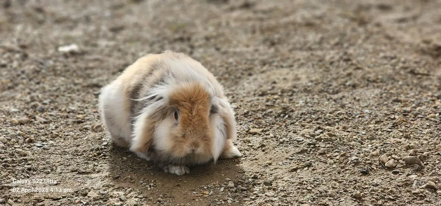 فروش خرگوش نر لوپ هلندی|موش و خرگوش|دیواندره, |دیوار