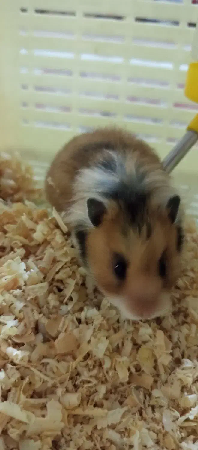 همستر سوری|موش و خرگوش|پردیس, فاز ۱|دیوار