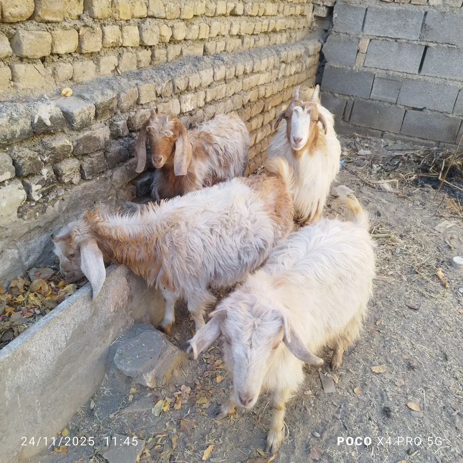 بزغاله ماده|حیوانات مزرعه|گلمکان, |دیوار