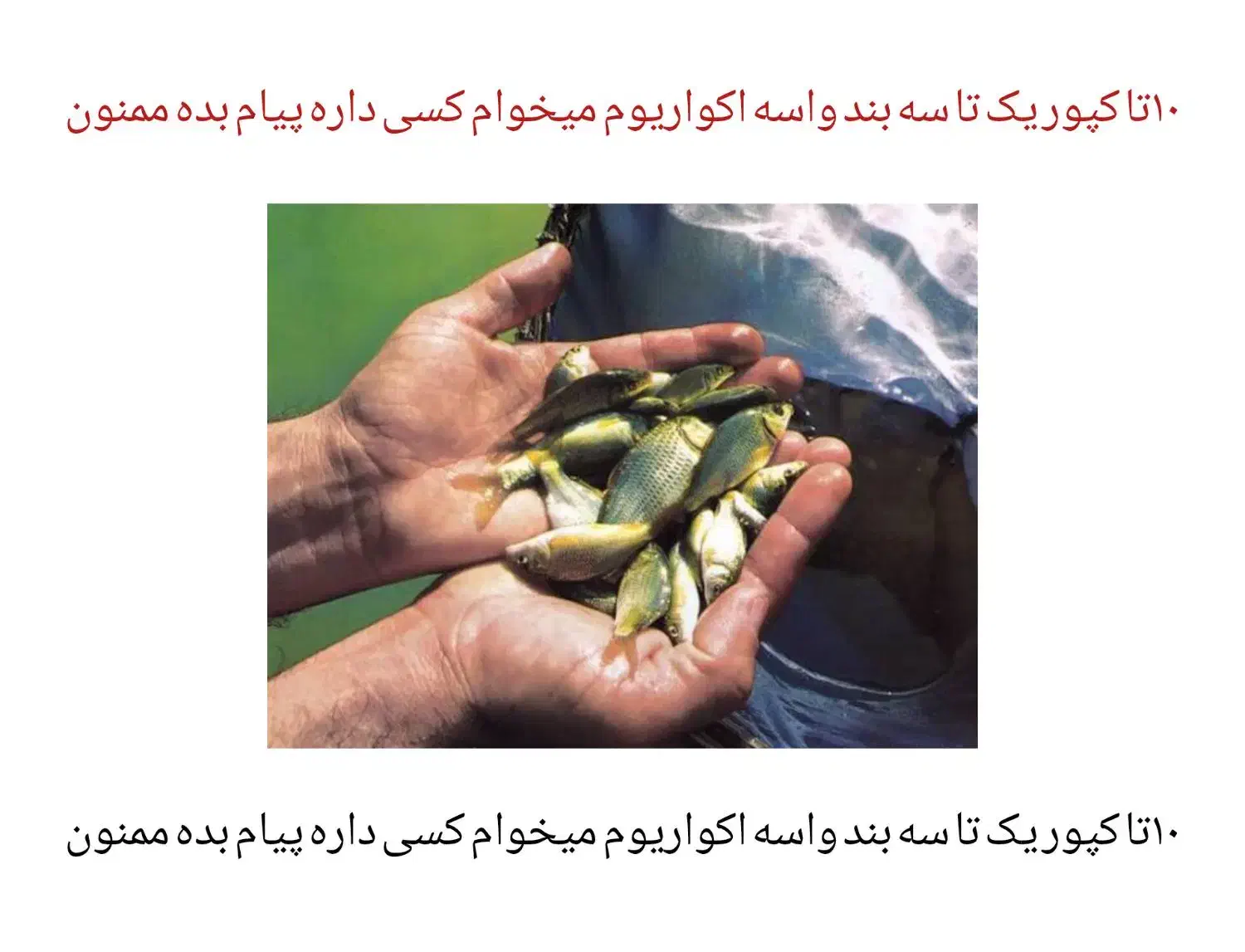 ۱۰ عدد بچه کپور|ماهی|شفت, |دیوار