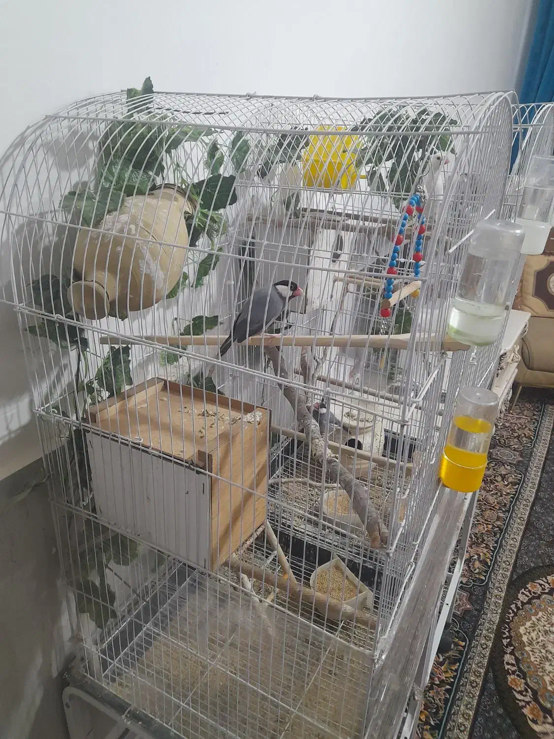 ۳جفت فنچ نرگسی|پرنده|تربت‌حیدریه, رضاشهر|دیوار