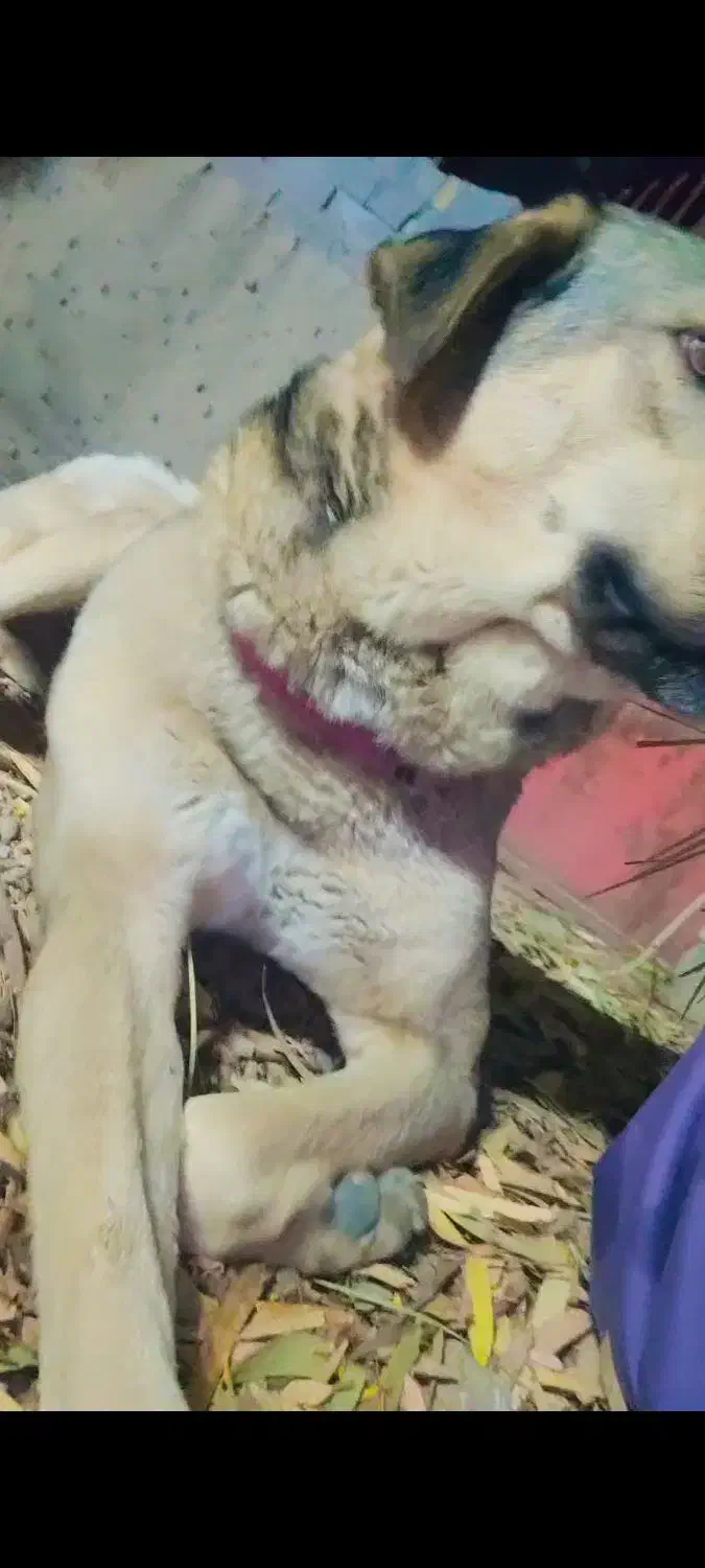 سگ فوق نگهبان|سگ|سراوان, |دیوار