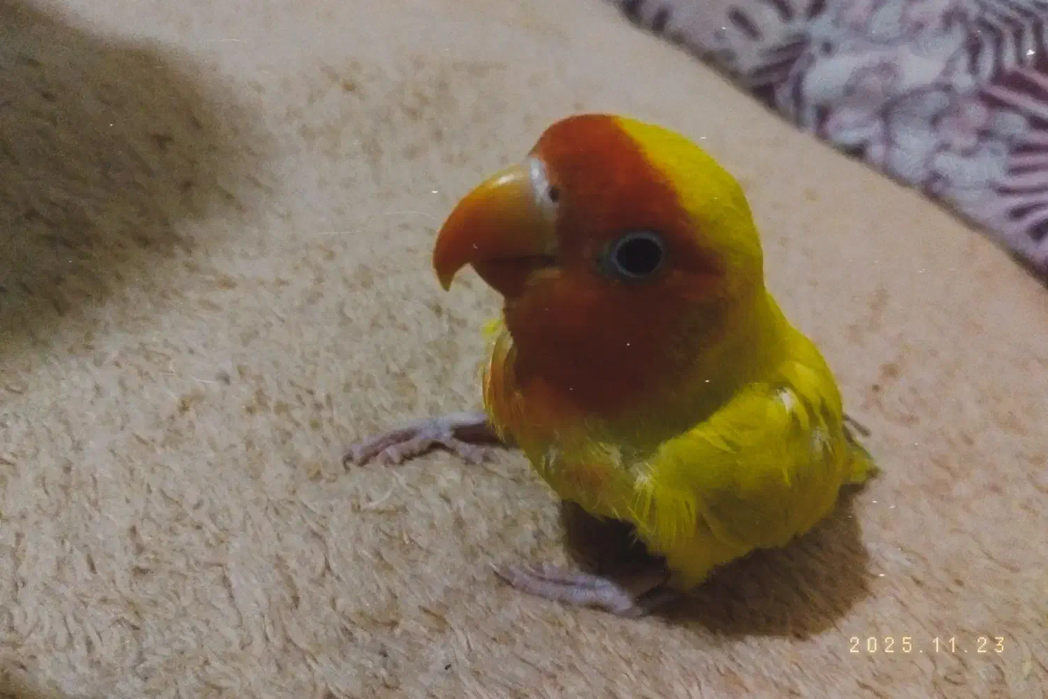 کوتوله برزیلی گم شده‌|پرنده|تهران, هرندی|دیوار