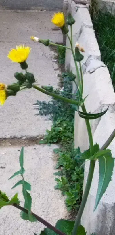 جو دیم وابی|گل و گیاه طبیعی|شراء, |دیوار