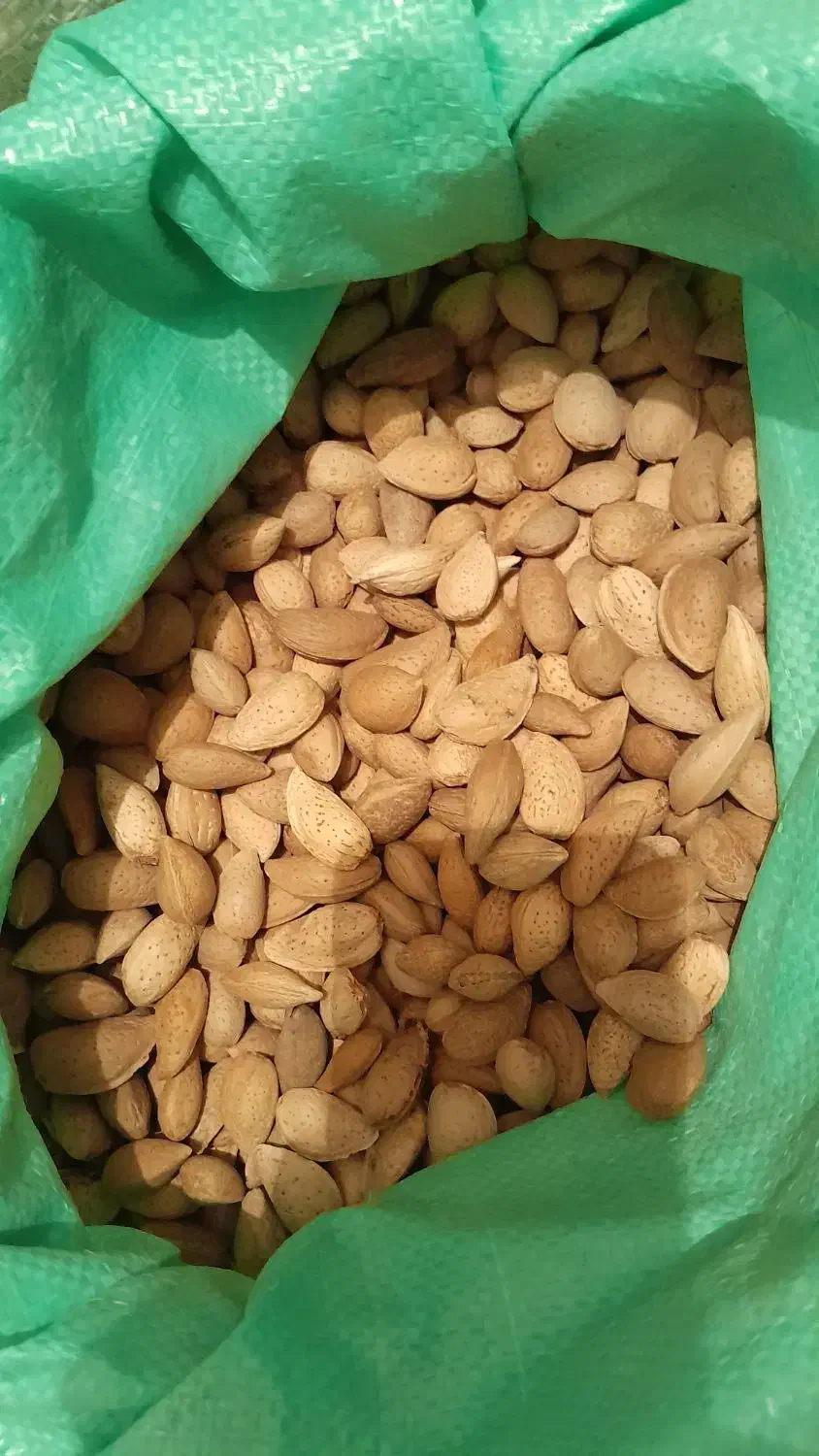 گردو کاغذی منشاد|خوردنی و آشامیدنی|یزد, |دیوار
