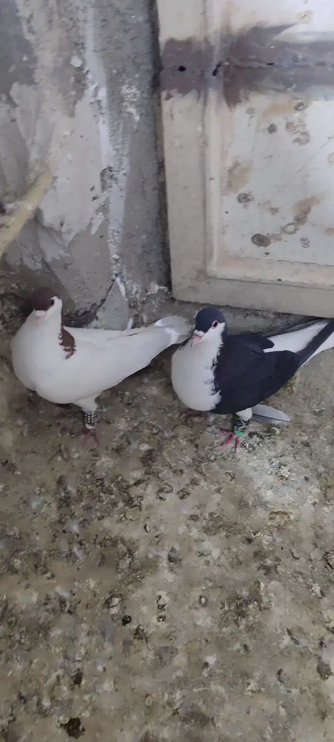 کفتر چادری افغانی|پرنده|محمدشهر, محمدشهر|دیوار