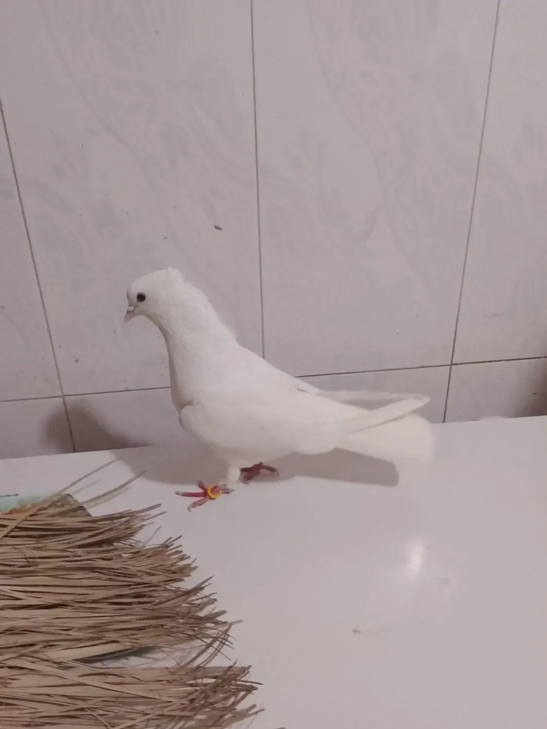 کبوتر|پرنده|خورموج, |دیوار