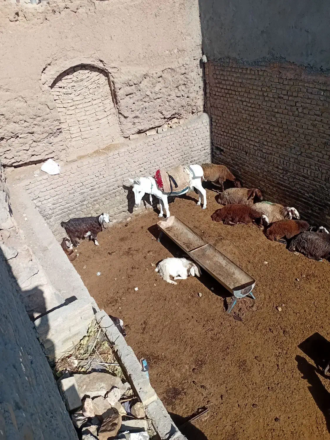 الاغ گله ای|حیوانات مزرعه|سبزوار, کراب|دیوار