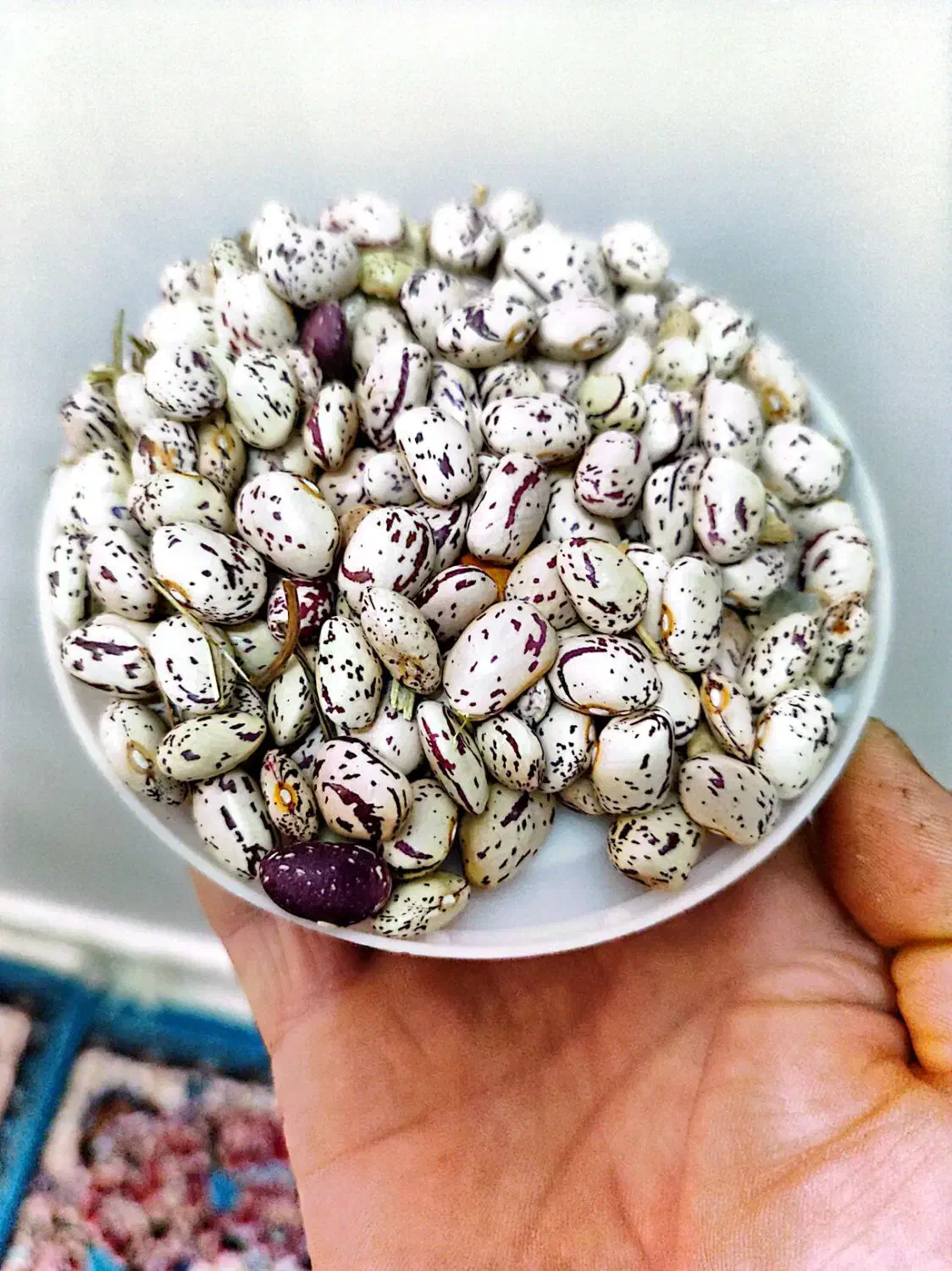 مشکین سهر|خوردنی و آشامیدنی|مشگین شهر, |دیوار