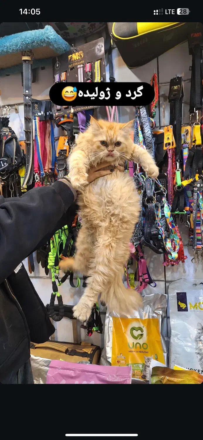 گربه پرشین گارفیلدی|گربه|لاهیجان, شیشه گران|دیوار